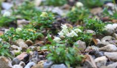 常见石斛推荐品牌,好的石斛该怎么选