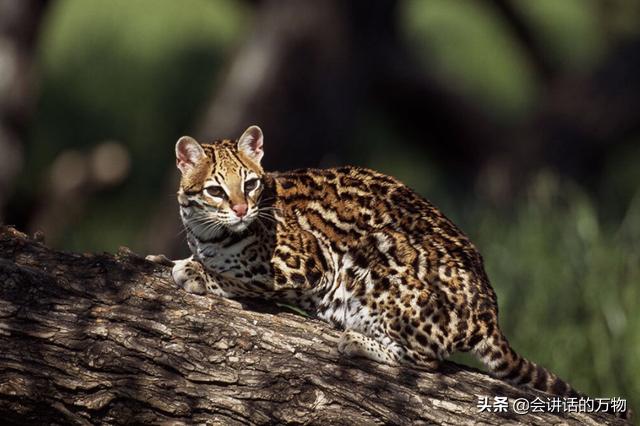 广西发现豹猫野生动物,宁夏野生豹猫