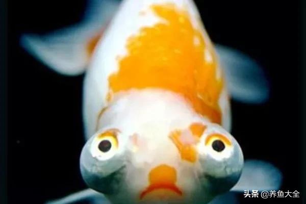 什么金鱼好养又好看,养哪种金鱼又好看又好养