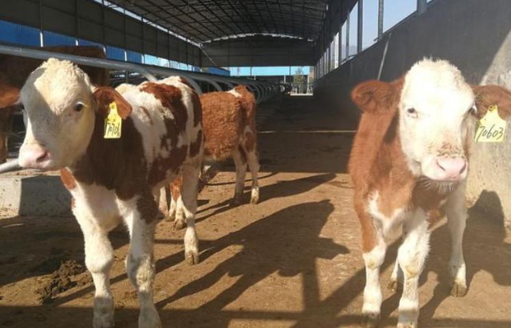 成功推开中国大门!南美一国对华出口5万头肥牛,澳洲再迎痛击