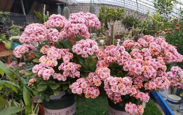 长寿花越开越小,长寿花越长越小怎么回事