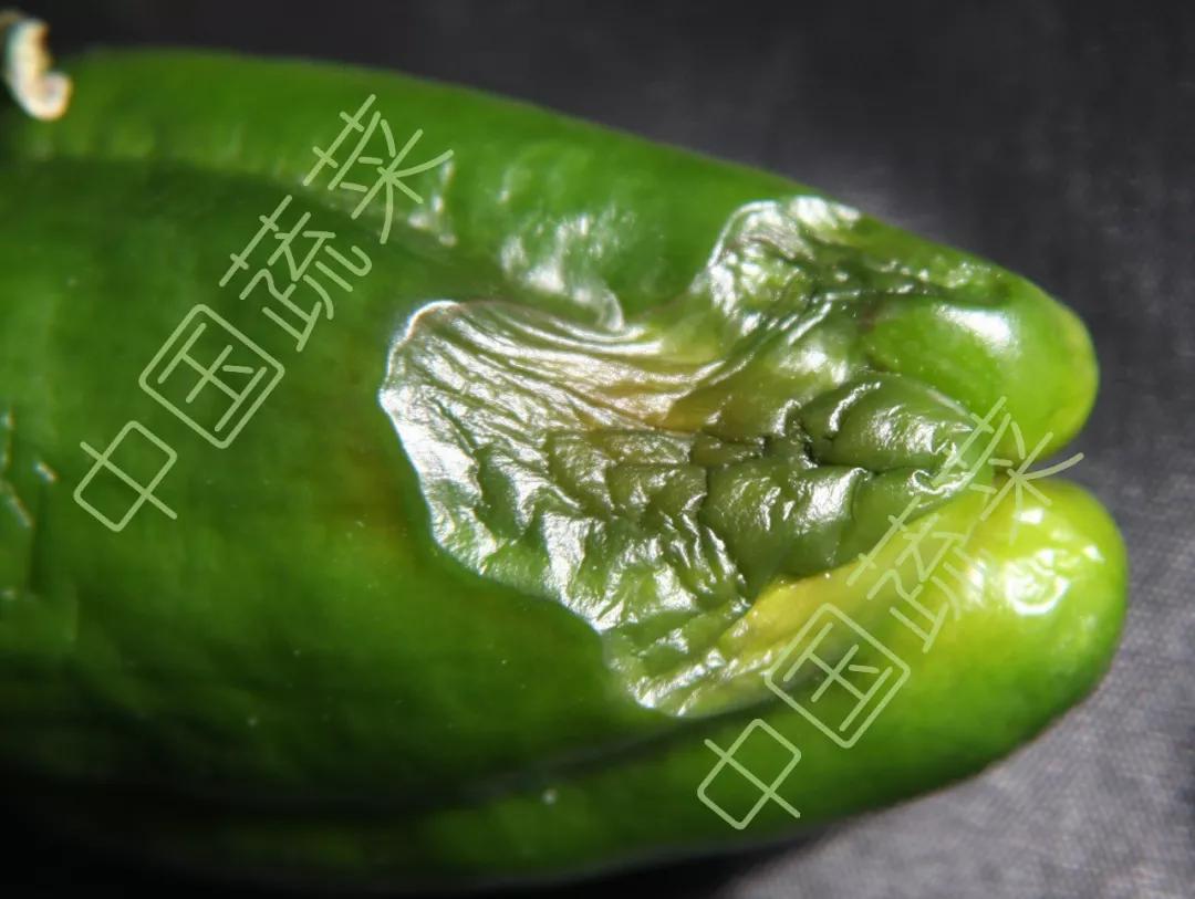 雾霾天气如何防治蔬菜病害,蔬菜低温病害及预防