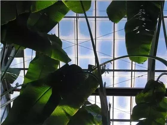 2021年在缅甸种植香蕉有危险吗,香蕉种植有霜冻怎么办