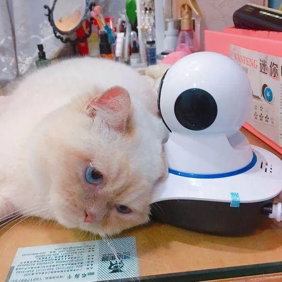 放假了猫咪带不走怎么办,过年了猫带不回去怎么办