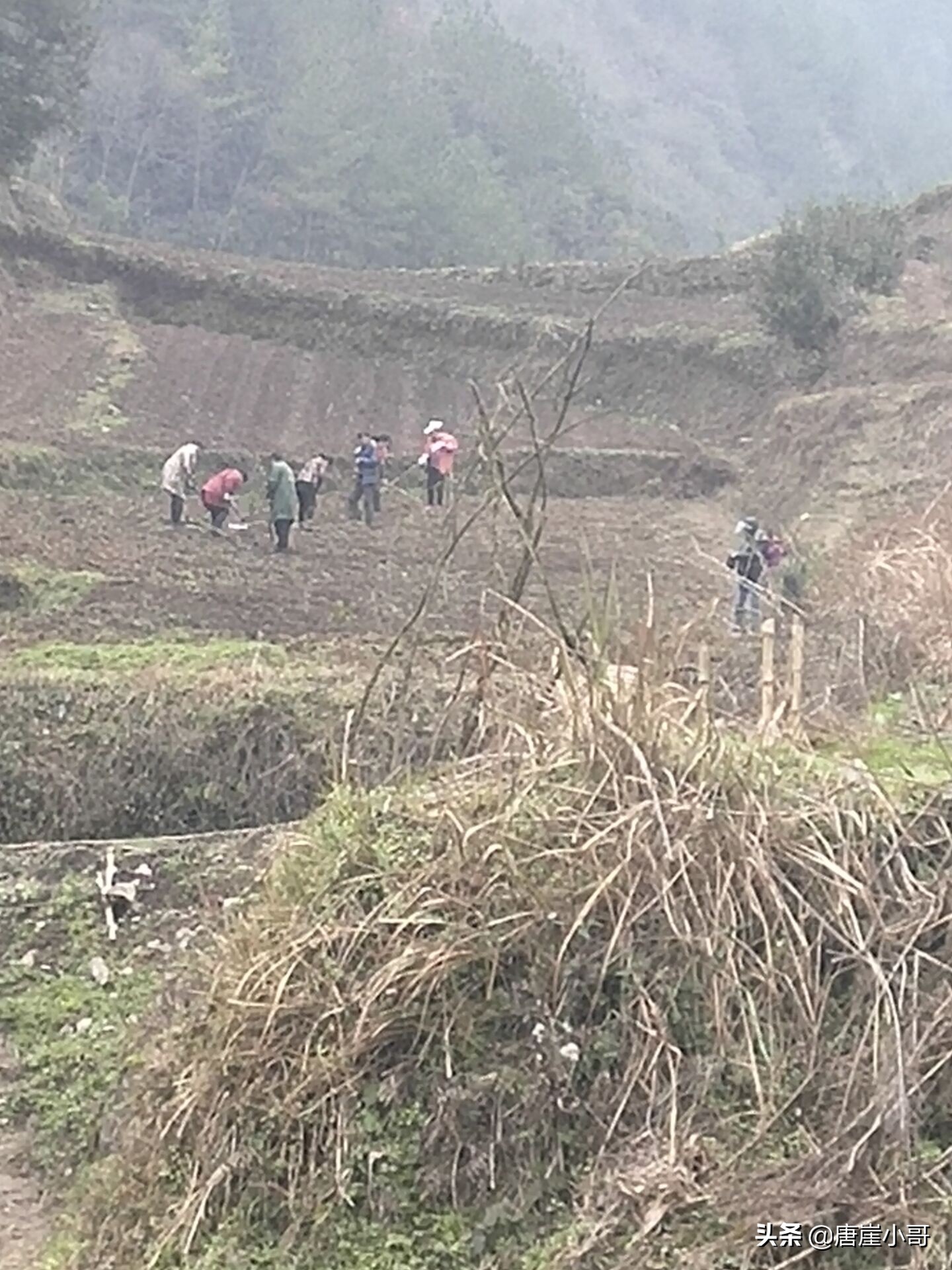 寒冬季节适合什么茶,莫负好春光种茶正当时