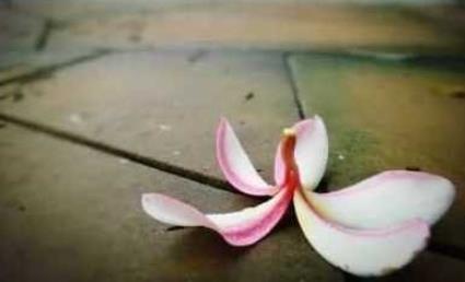 做一个有风度的人是你的骄傲,做一个内心明朗的人的美文