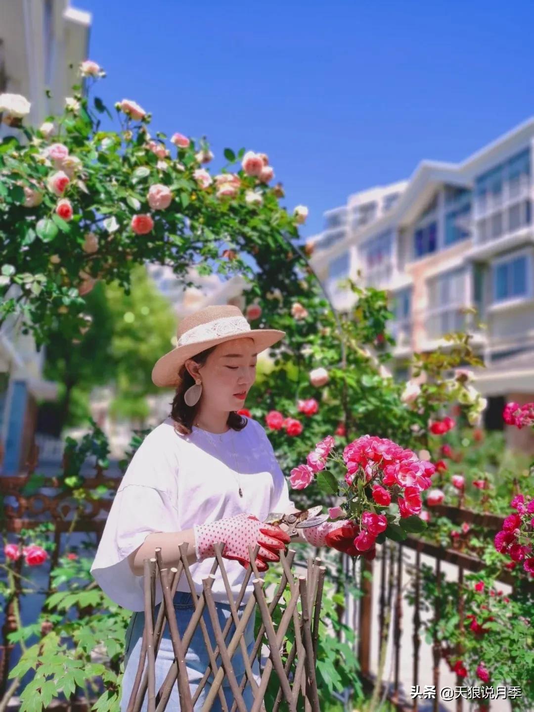 圆滚滚的绣球，瀑布般的花墙，这届花友也太会种花了吧