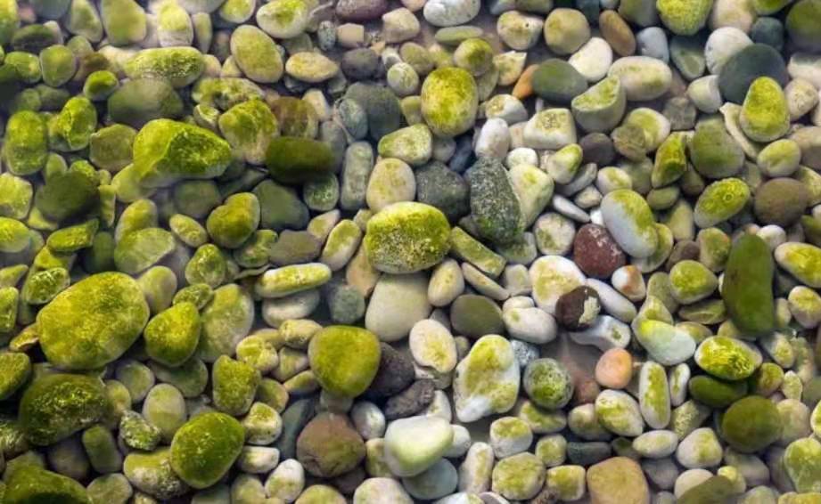 哪些野生水草可以放鱼缸,野外哪些水草可以放鱼缸里