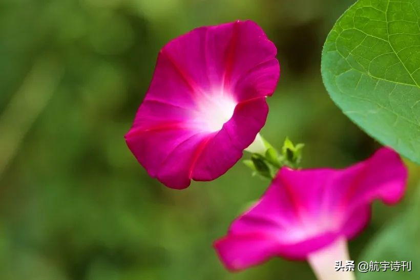 薄荷淡香原创诗歌（08060期）