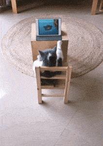 你根本不知道，养只猫有多幸福！