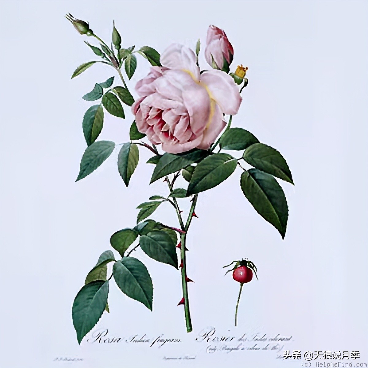 怦然心动的万人迷月季,原来从它而来(终篇)