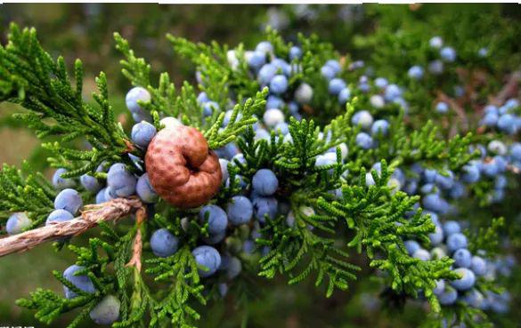 英式金酒口感,荷兰金酒怎么喝好喝