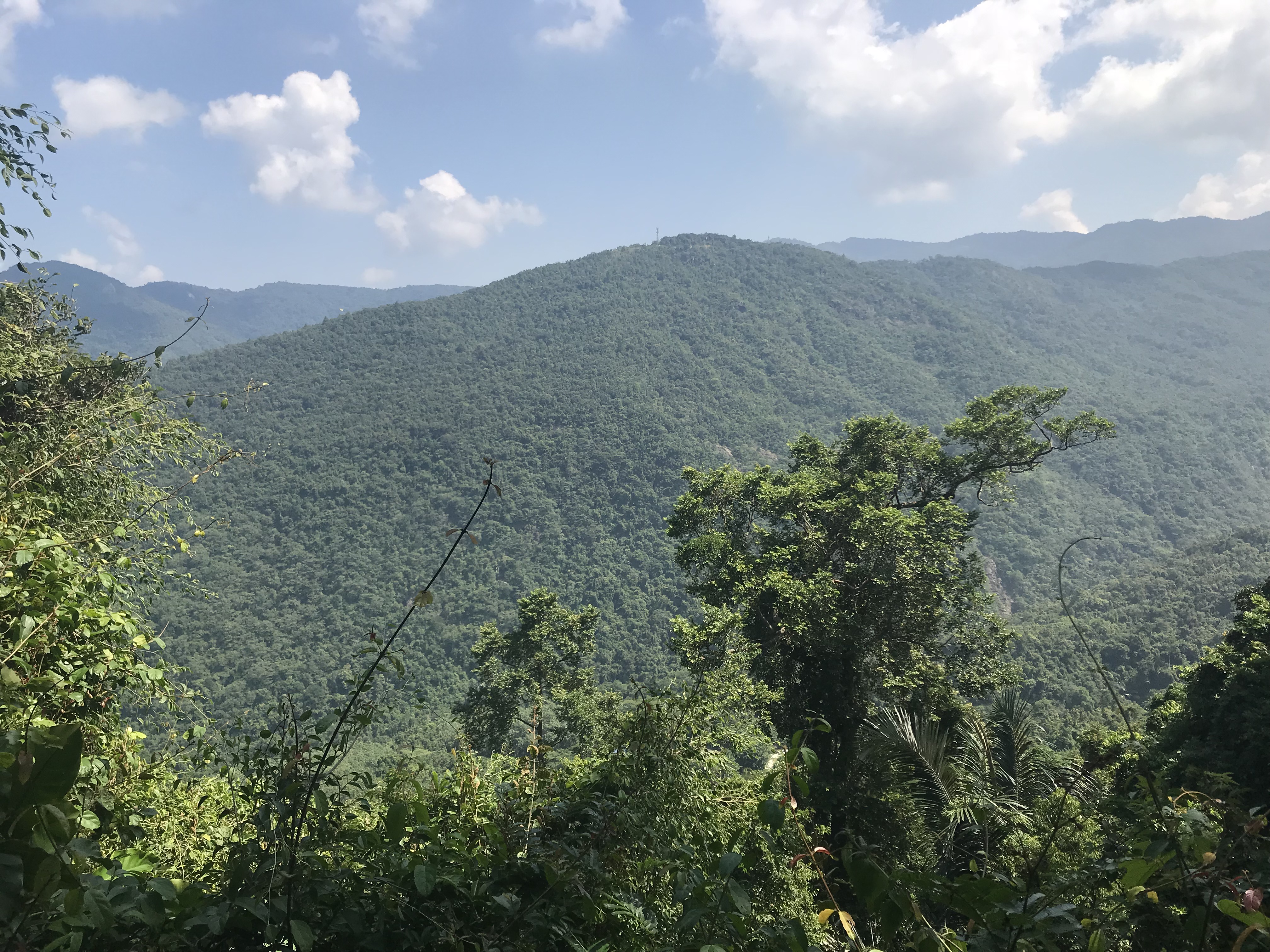 1500年的“母生”藏于此，这里集海南珍稀名木，神奇霸王岭