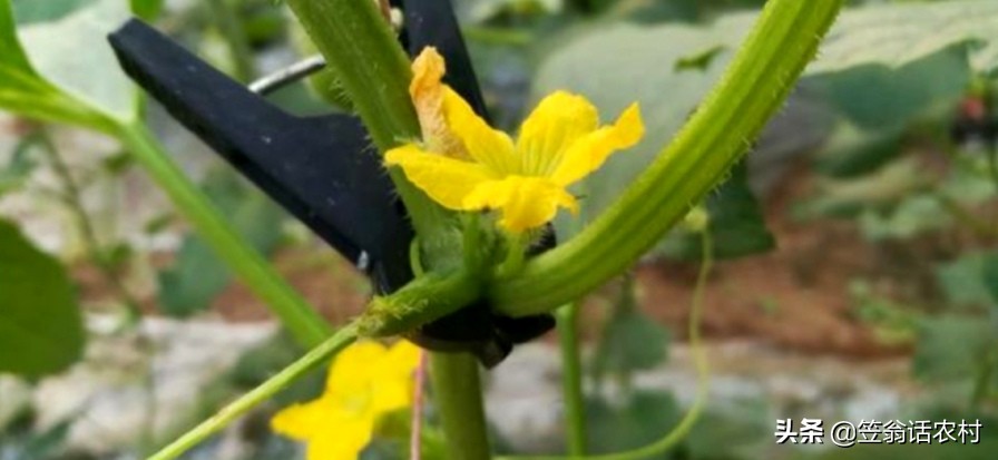 瓜苗出现花打顶怎么办,甜瓜打顶过晚补救的办法