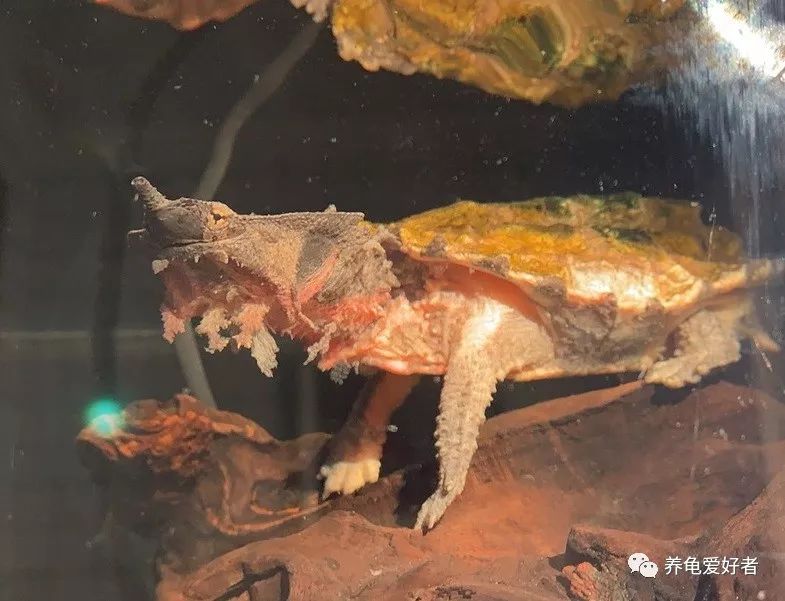 龟的解密视频大全,龟界之最