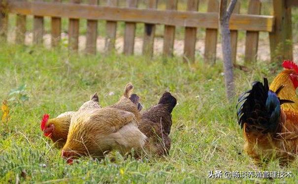 去鸡体外寄生虫最简单的方法,鸡体表寄生虫怎么防治