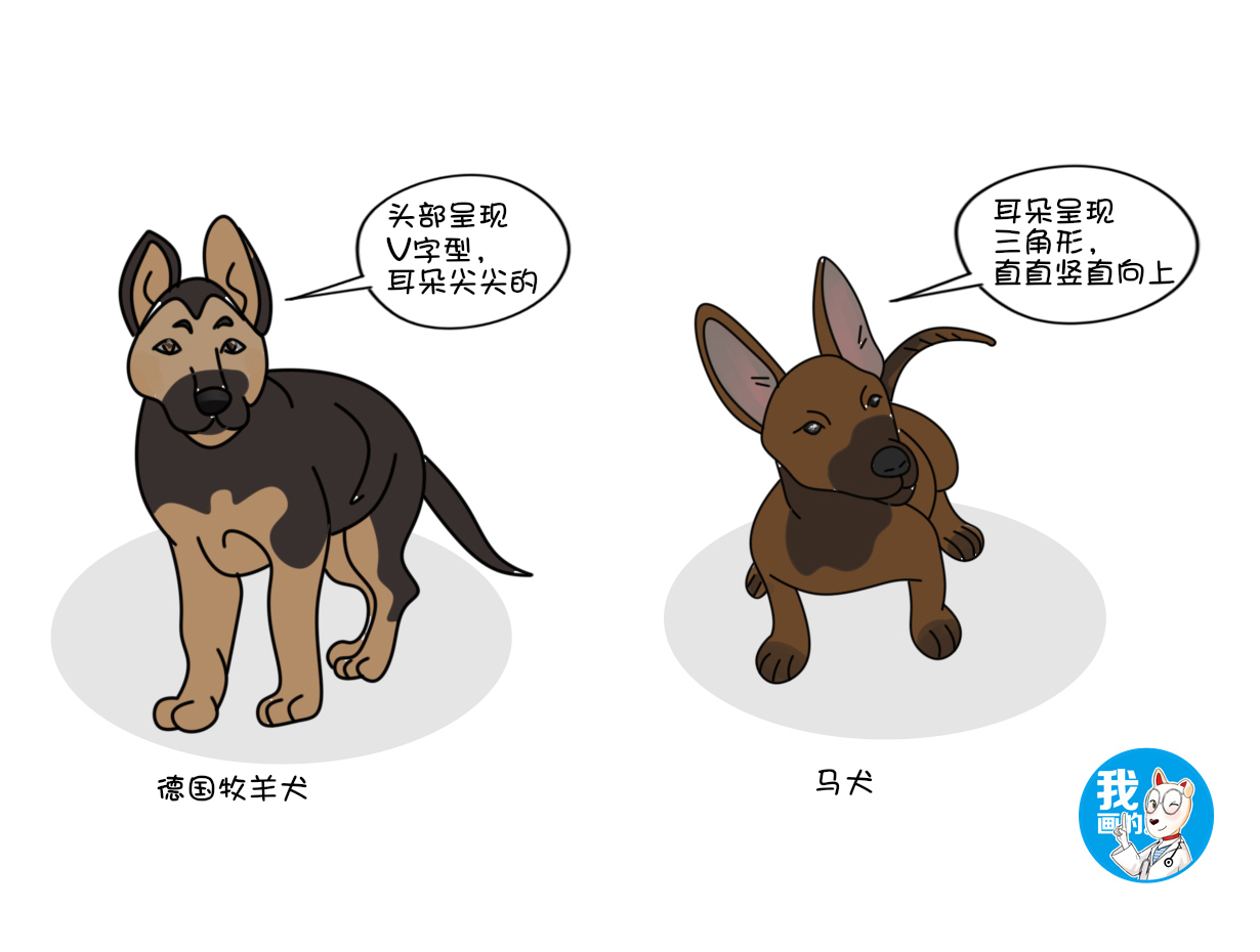 马犬牧羊犬差距有点大,马犬与德牧哪个凶