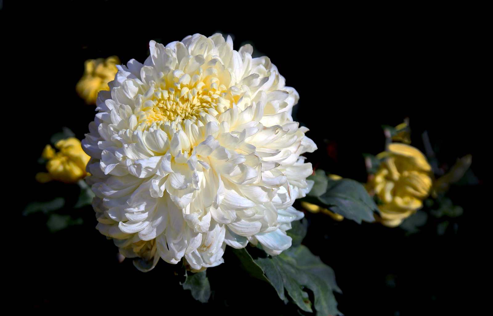 养花也要经历九九八十一难,养花的苦恼有哪些