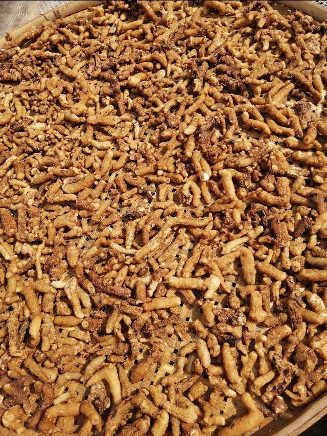 四明山哪座山上有黄精,四明山哪里有山黄精