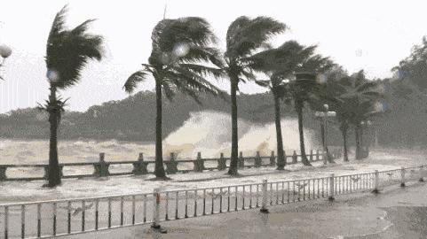 鲍鱼养殖如何赚钱,人工养殖鲍鱼