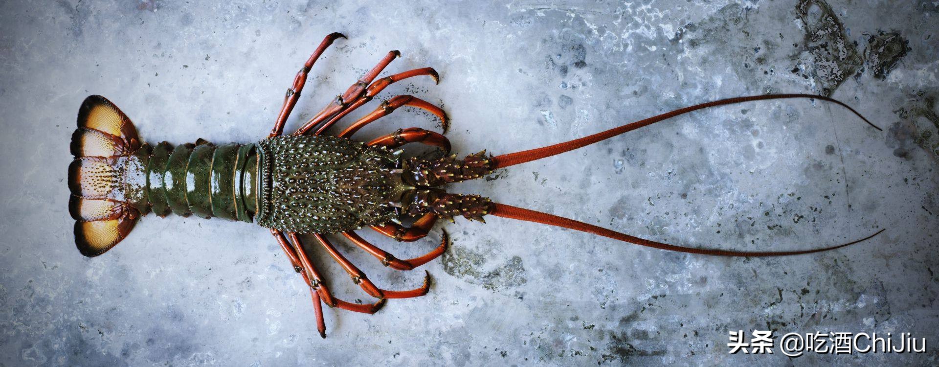 澳洲淡水蓝龙虾和波士顿哪个贵,澳洲龙虾和波士顿龙虾怎么区别