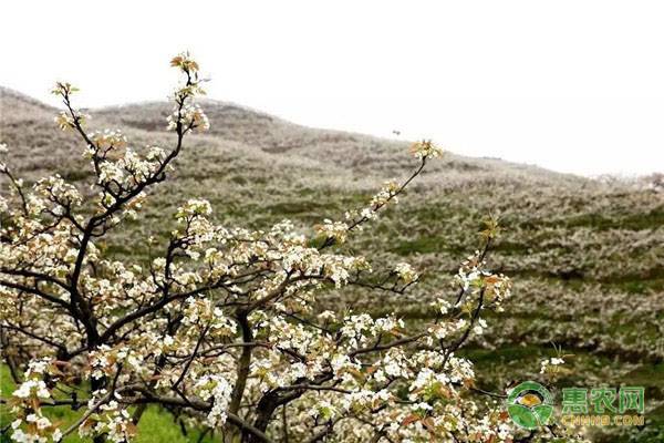 樱桃生长中裂果怎么办,樱桃落花的原因及防治