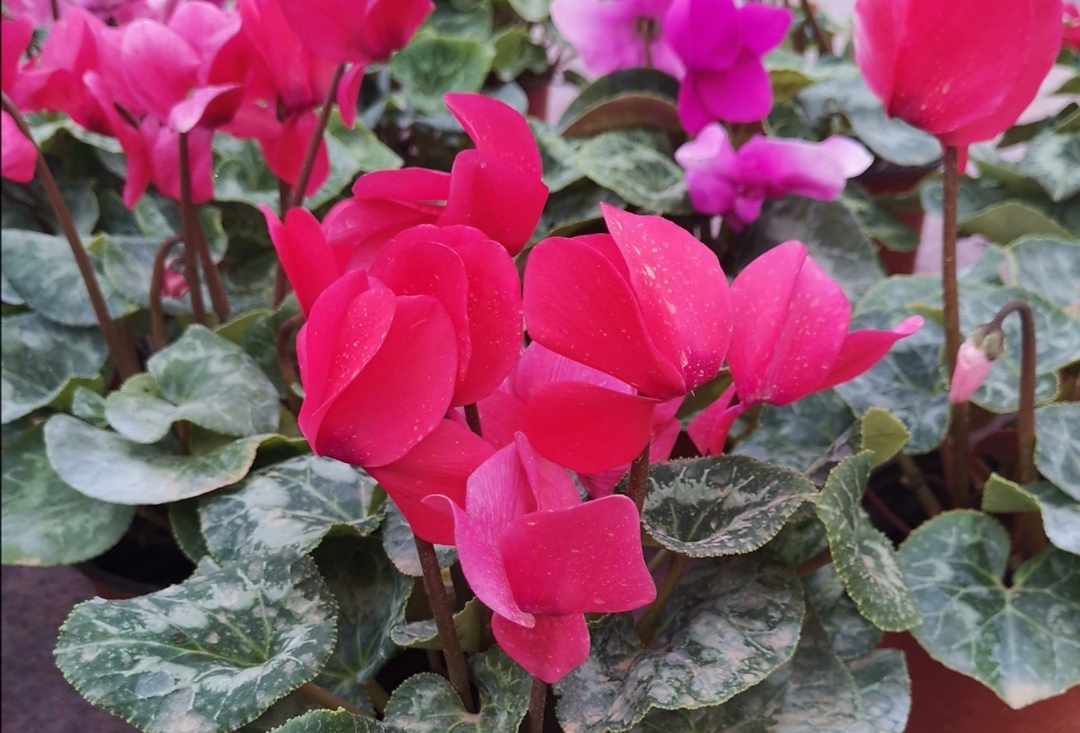 养仙客来怎么浇水,养仙客来时注意这几点轻松养爆盆