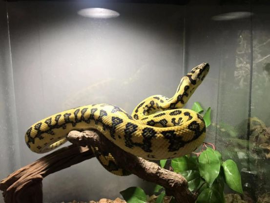 来自树梢上的艳丽-地毯蟒