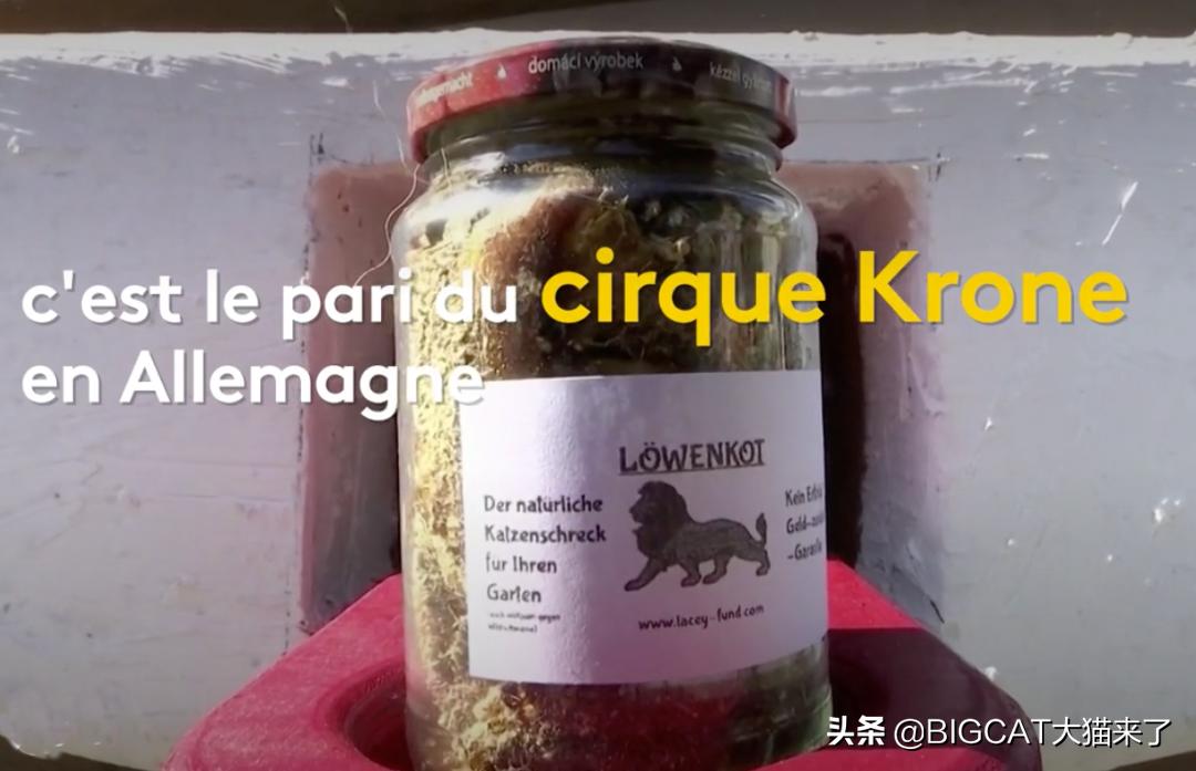 狮子粪便可以吓跑猫？德国一家马戏团出售狮子粪便，卖出2000多罐