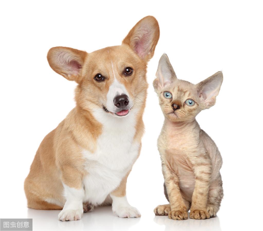 人生赢家就是猫狗双全,养狗和猫怎么让猫狗和平相处