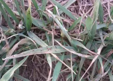 最佳的防治害虫的技术方法,种实害虫常见种类及防治方法