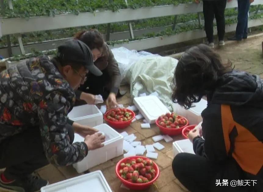 党员齐上阵抗疫保生产,沿滩党员干部奋战一线抗疫保春耕