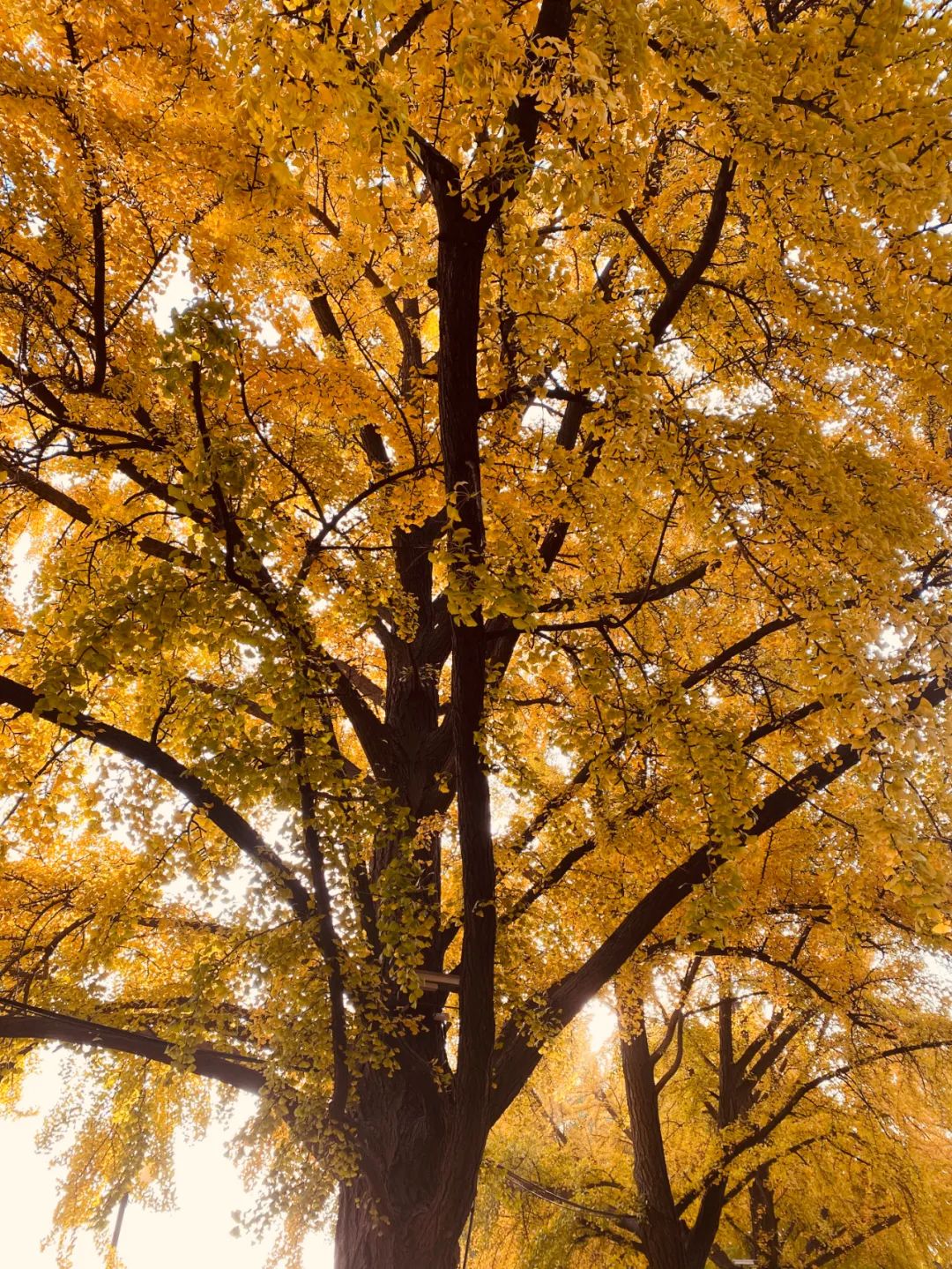 大连儿童公园，绿波荡漾的明泽湖，少了几分喧嚣，多了几分宁静