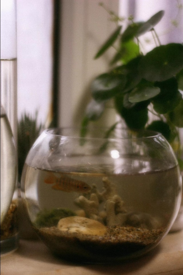 水族箱古法养鱼 (水族箱养鱼实拍分享)