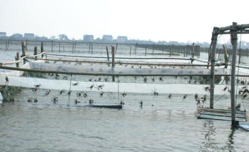 宜兴大闸蟹养殖方法,大闸蟹养殖技术和饲养方法