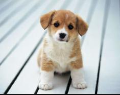 狗狗口吐白沫无精打采,2个月狗狗口吐白沫有点水