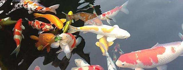 养鱼这么多年，是否还在为流量扬程排气量等困扰？