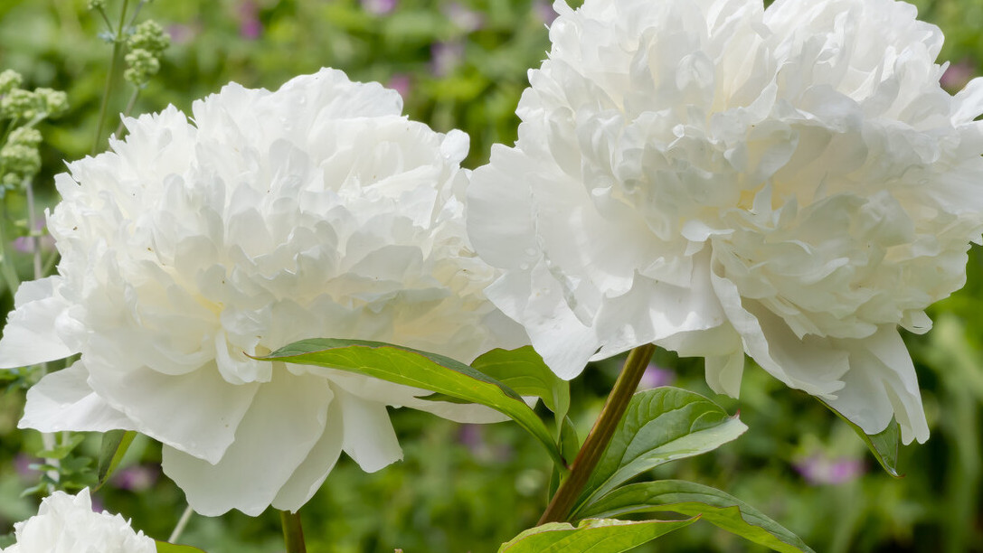 在谷雨诗词中留住最后一抹春色,唯美谷雨古诗词