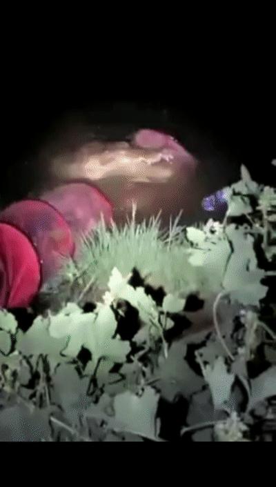 武安放生的鳄鱼找到了吗,武安市通报鳄鱼放生事件