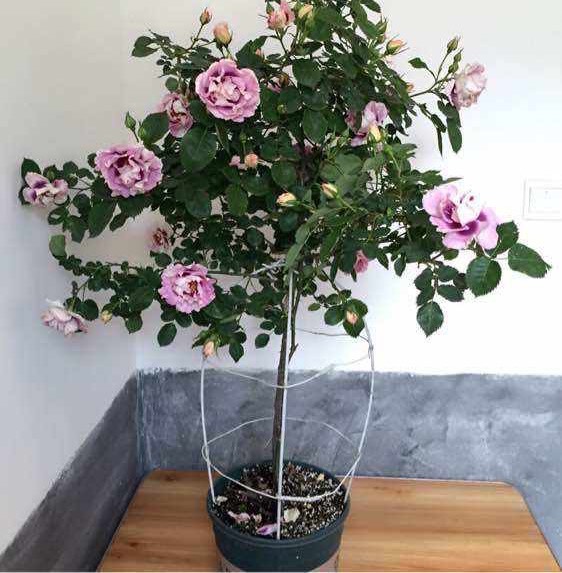 养月季，有6个“技巧”，花苞常常有，成开花机器，开花不停