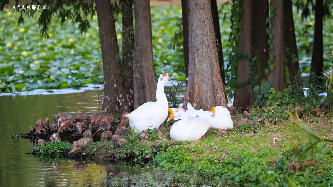 速来！园博苑有让*欲人**罢不能的季相变化之美，还有众多萌物陪伴你~