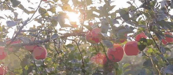 这3种水果别舍不得吃,农村人最爱吃的4种水果