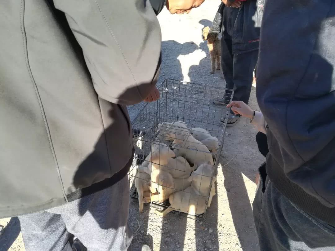 拉布拉多幼犬出售同城2022年的,临颍狗市拉布拉多幼犬黑色多少钱