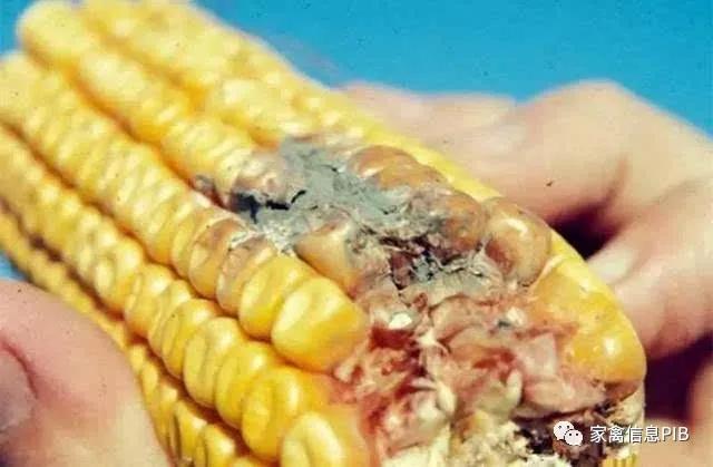 饲料霉菌超标对羊的危害,饲料霉菌毒素超标如何处罚