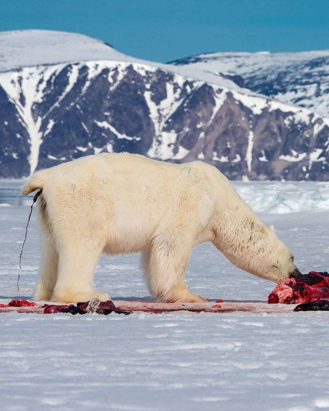 肉吃多了爱放屁怎么办,北极熊拉屎大吼大叫