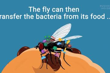 为什么苍蝇总是喜欢落在食物上,苍蝇落到身上有什么说法