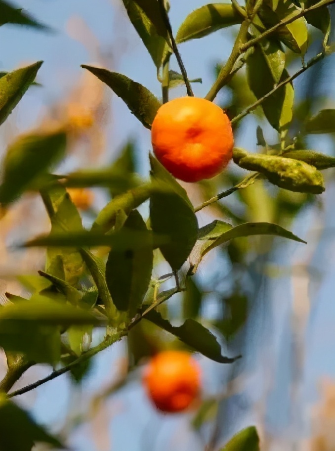 苏州东山西山包吃住农家乐推荐,苏州西山林屋洞附近包吃包住民宿