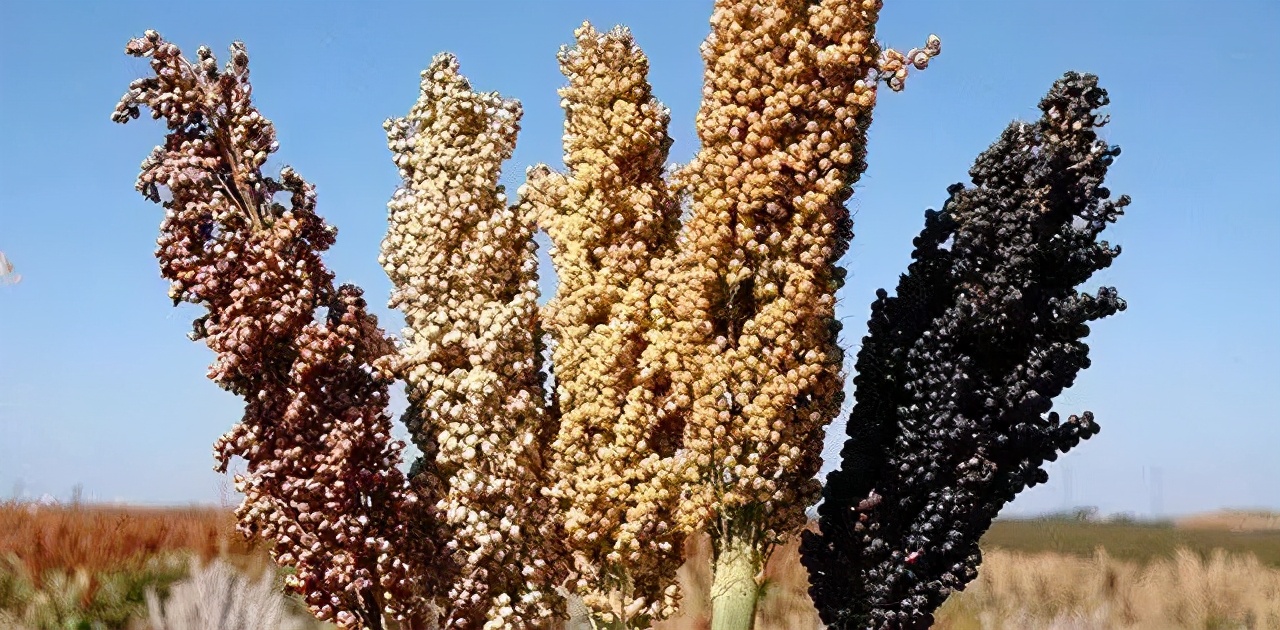 高粱全世界都有吗,各种高粱的认识