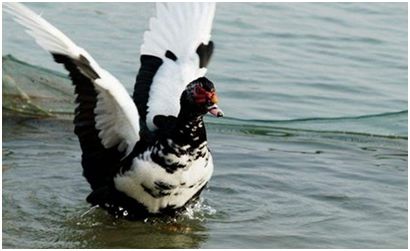 室外农业养殖创业项目,2020种养创业好项目