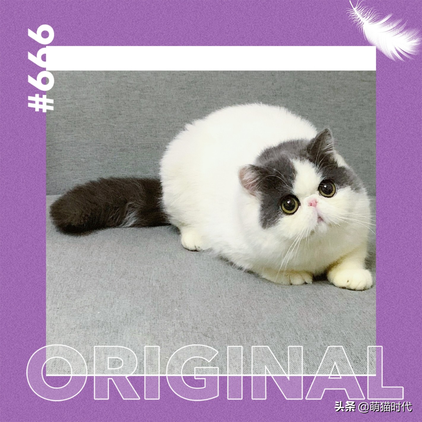 怎么判断猫咪的视力和听力,认知小猫